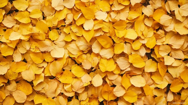 Golden leaves carpeting the forest floor with vibrant colors, Golden fall scenery wallpaper.