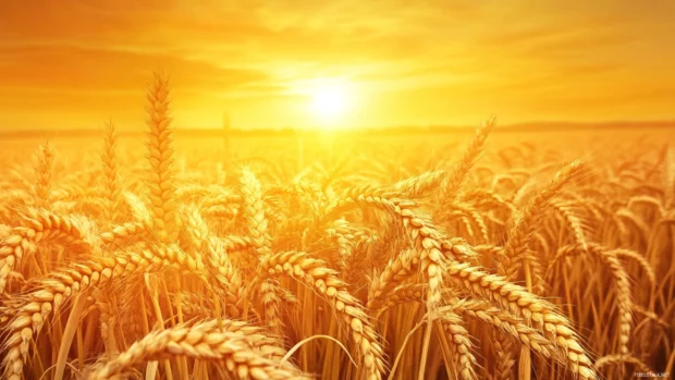 Golden light from Pretty Sunset over wheat fields.