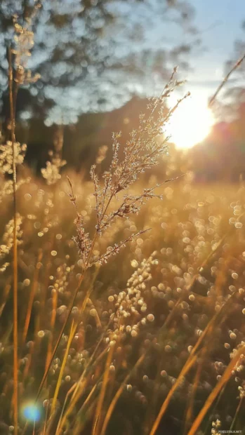 Golden pretty wheat swaying under afternoon sun.