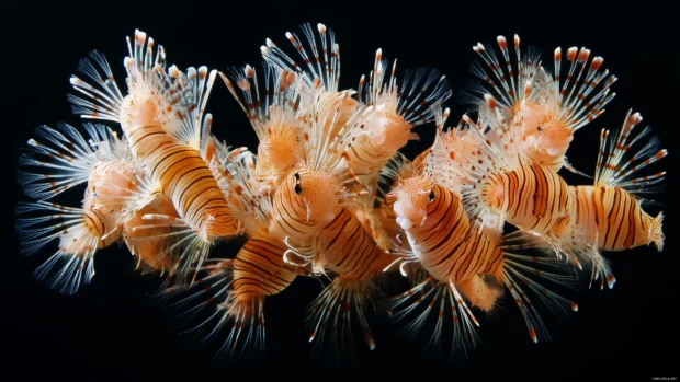 Group of exotic lionfish with their long, spiky fins fanned out, floating gracefully in the deep ocean.