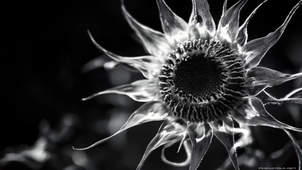 High contrast sunflower macro.