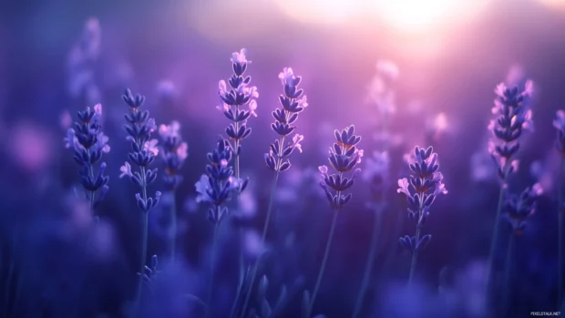 High definition Windows 10 lock screen wallpaper 4K with a field of blooming lavender.