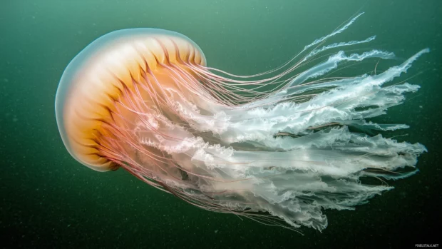 Jellyfish with radiant bioluminescence drifting in the ocean, casting an ethereal glow in the surrounding water, with soft, swirling currents.