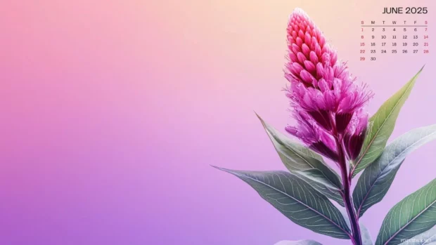 June 2025 Calendar Wallpaper HD Free download.