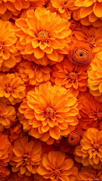 Lock screen flower iPhone wallpapers integrating marigold rich orange pattern.