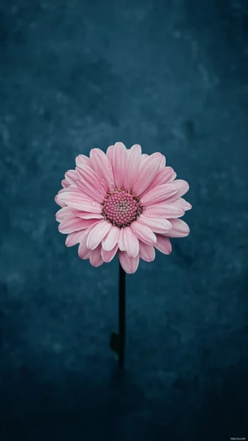 Lock screen iPhone Wallpapers with elegant minimalist designs for a clean look.
