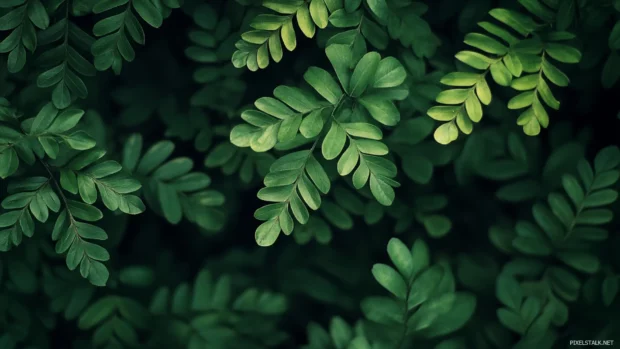 Lush green jungle captured in ultra HD detail for Nature PC Wallpapers lovers, vibrant and immersive.