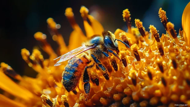 Macro photo of honeybee on sunflower, fine detail in pollen grains.