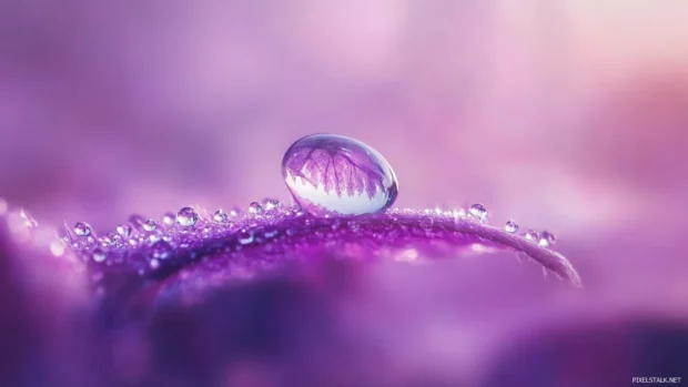Macro view of dewdrops on a single purple petal.