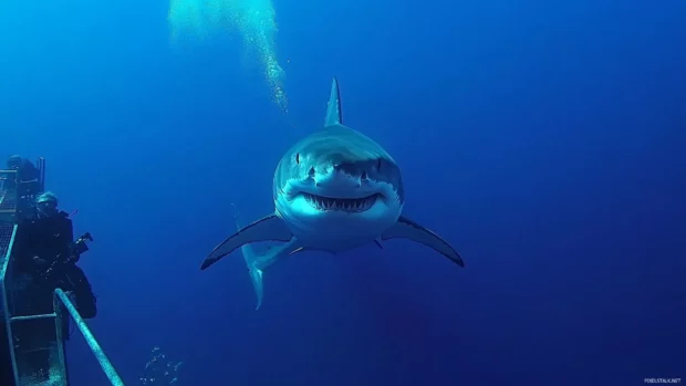Majestic great white shark patrolling the sea trench.