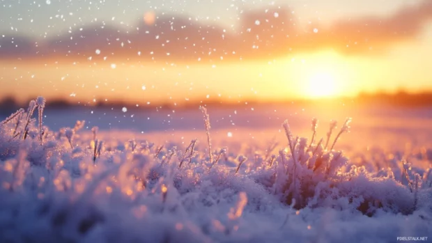Meadows frozen beneath a star blessed sky.