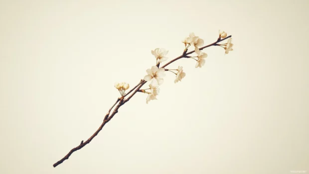 Minimalist 4K wallpaper for PC featuring a single cherry blossom.