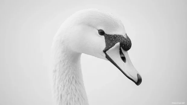 Minimalist Swan in black and white against soft background.