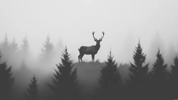 Minimalist deer silhouette over a misty forest backdrop.