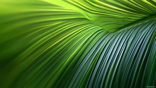 Minimalist rendering of Palm leaf, clean layout, 4K desktop background.