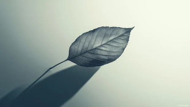 Minimalist rendering of Shadow of a leaf, clean layout, 4K desktop background.