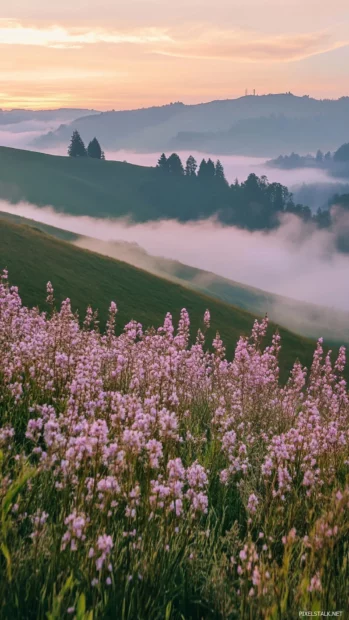 Morning mist floating above Pretty Flower hills.