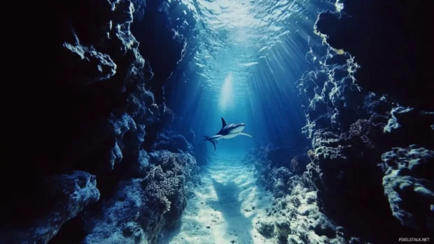 Motion trail behind shark diving through reef crevice.