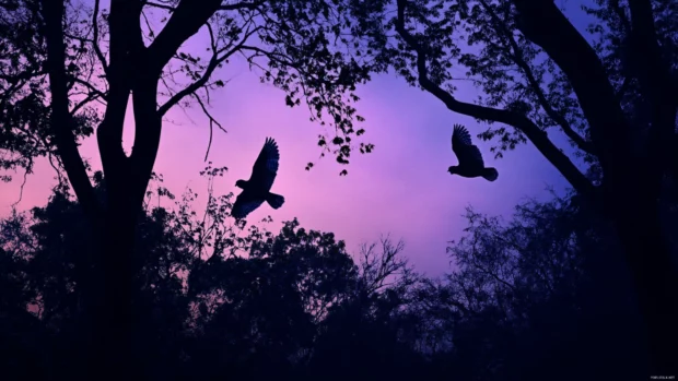 Owls gliding silently between shadowed trees at dusk.