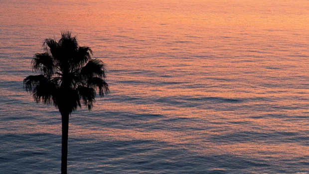 Palm tree silhouette against ocean water bathed in sunset hues.