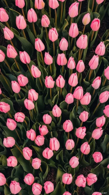 Pink tulip rows captured from above, unique aerial floral lock screen design.