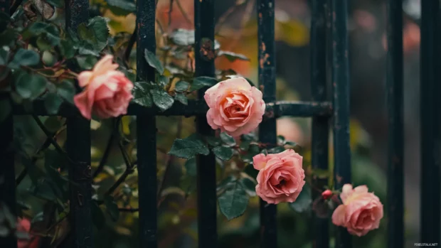 Pretty Roses climbing over antique garden gate.