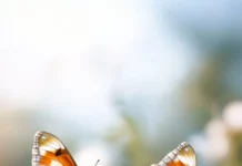 Pretty butterflies fluttering among daisies.