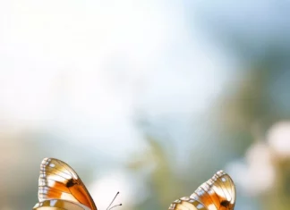 Pretty butterflies fluttering among daisies.