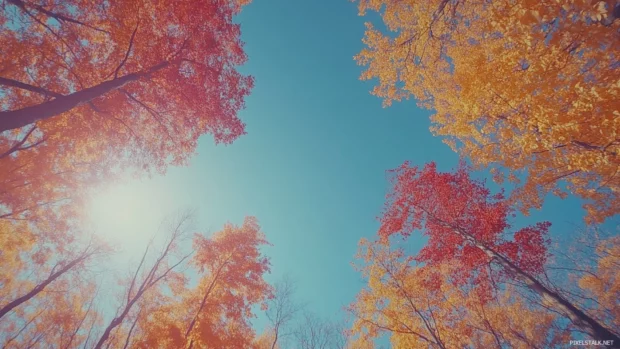 Pretty colorful treetops stretching to the horizon.