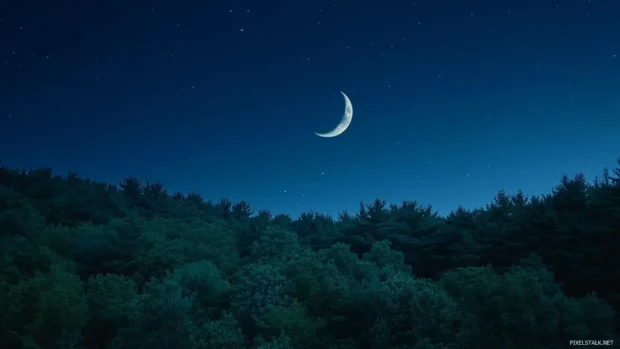 Pretty crescent moon rising above twilight forest.