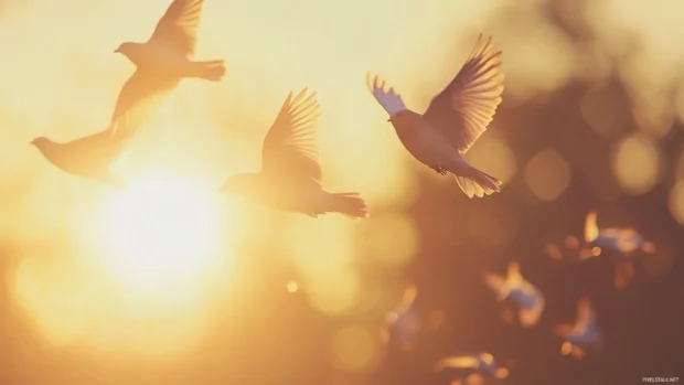 Pretty flock of birds flying at sunset.
