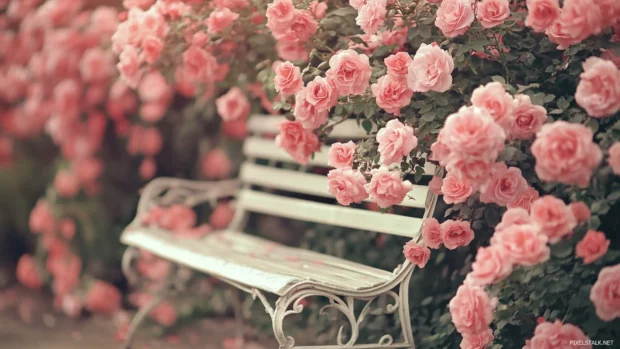 Pretty garden bench surrounded by roses.