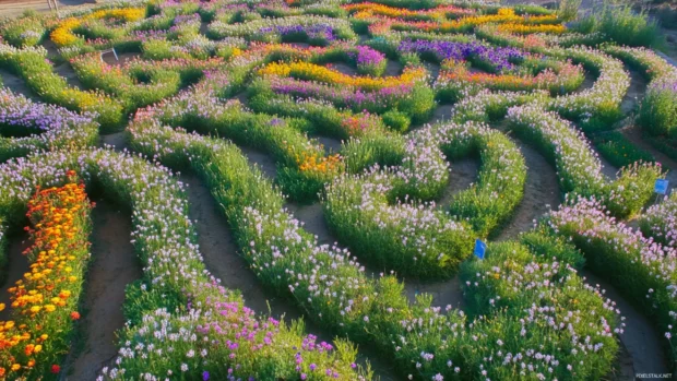 Pretty garden maze blooming with spring flowers.