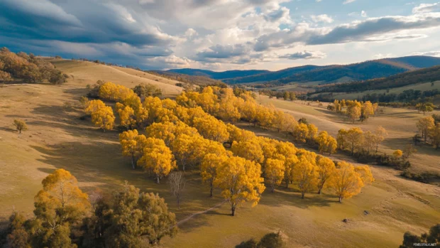 Pretty hillside covered in golden autumn trees.