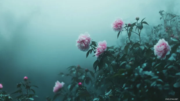 Pretty peonies blooming in misty garden.