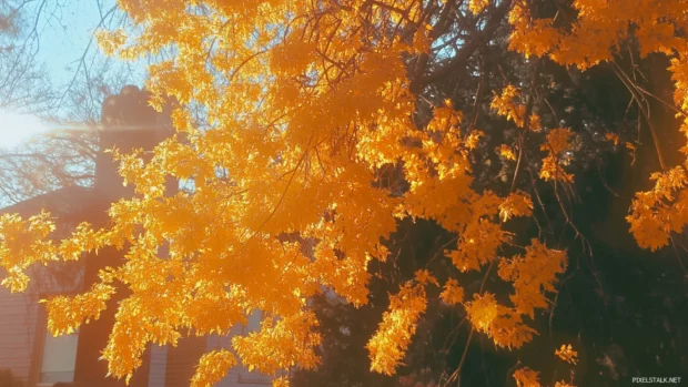 Pretty sunlight filtering through amber trees.