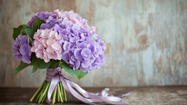 Purple hydrangea bouquet tied with silk ribbon on wooden table.