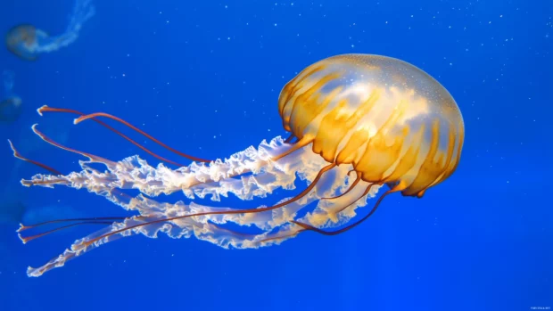 Serene scene with a single jellyfish drifting through clear blue water, capturing the beauty of its long, flowing tentacles and translucent bell.