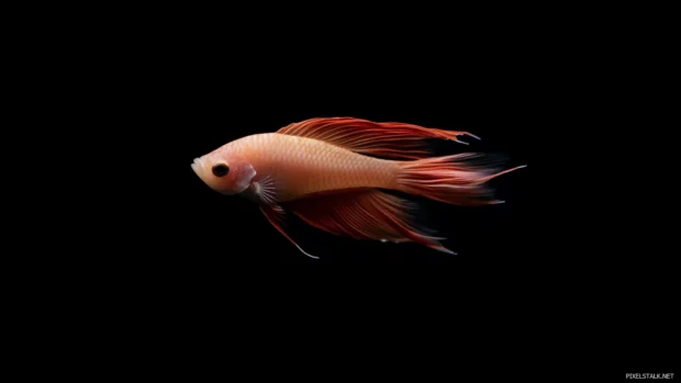 Serene underwater scene, single beta fish, flowing fins vibrant colors, soft dark background contrasting.