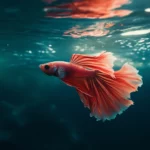 Serene underwater scene with a single beta fish, its flowing fins and vibrant colors contrasting against a soft, dark background.