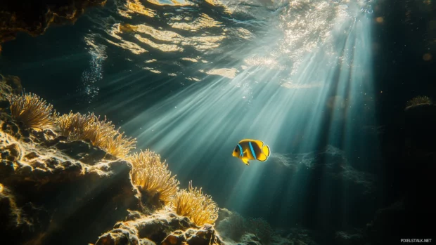 Shimmering blue yellow angelfish, navigating sea anemones rocks, sunlight streaming down.