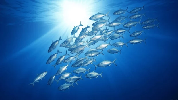Shoal of silver fish moving in synchronized formation, catching glints of light and creating a mesmerizing pattern in the deep blue sea.