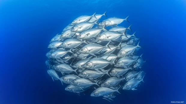 Shoal of silver fish moving in synchronized formation, catching glints of light and creating a mesmerizing pattern in the deep blue sea.