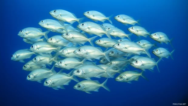 Silver fish shoal, synchronized formation moving, light glints catching, mesmerizing pattern, deep blue sea.