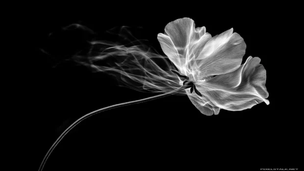 Single flower in negative space.