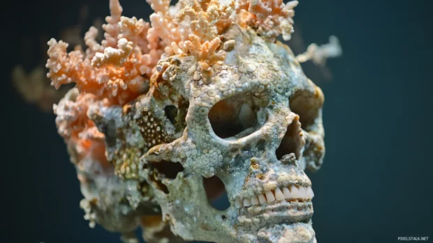 Skull shaped from coral and deep sea shadows.
