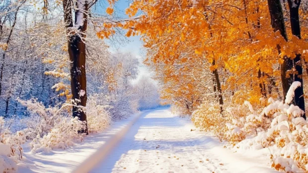 Snow gently covering autumn leaves, popular choice among winter snow wallpapers.