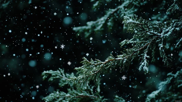 Snowflakes falling on evergreen branches, trending snow wallpapers for PC.