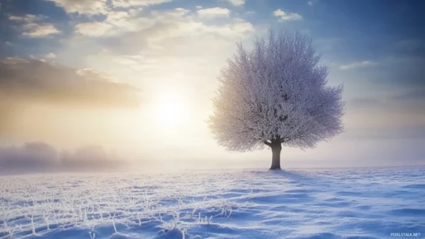 Snowy field with tree centered in empty space, elegant and modern look.