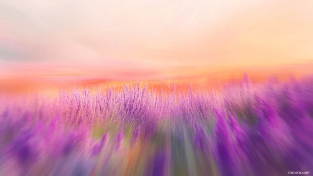 Soft blur of lilac field with dreamy depth of field lighting.